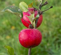 Freiherr von Berlepsch æble